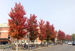 清华大学内的燕园苗木，秋日里备受瞩目